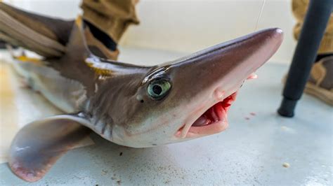 Catch And Cook Dogfish Shark On The Grill Field Trips Delaware