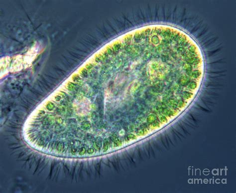 Paramecium bursaria LM Photograph by Greg Antipa