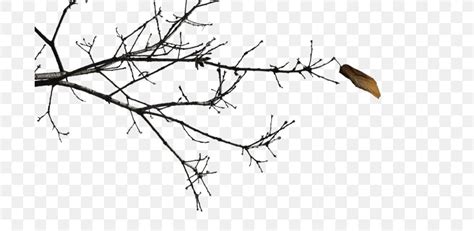 Twig Black And White Branch Clip Art Png 700x400px Twig Artwork