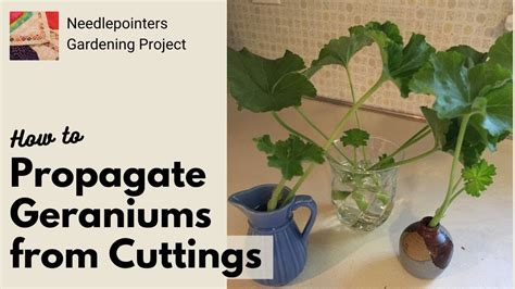 How To Propagate Geranium Plants From Cuttings Youtube