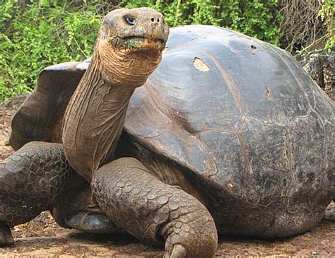 Galapagos Tortoise The Worlds Largest Tortoise Animal Pictures And