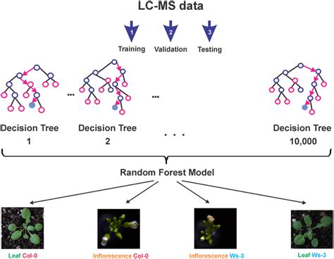 Overview Of The Predictive Random Forest Model Development First The