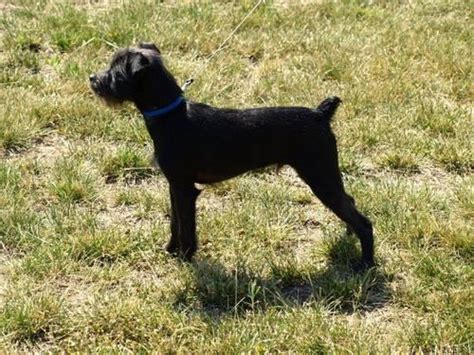 miniature schnauzer brussels griffon terrier mix 7 months for sale in