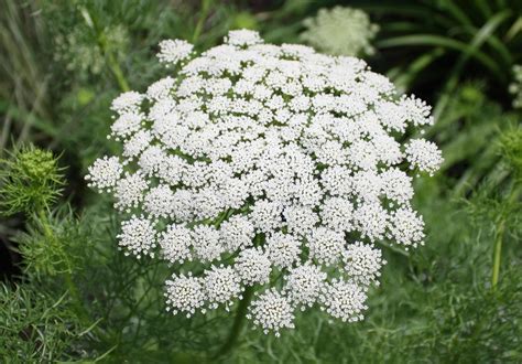 Received total funding of $1.2b by 32 investors, the app is available in different countries worldwide. False Queen Anne's Lace - Ammi visnaga or possibly A ...