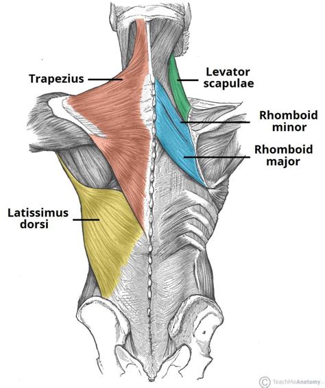 The Superficial Back Muscles Attachments Actions Teachmeanatomy