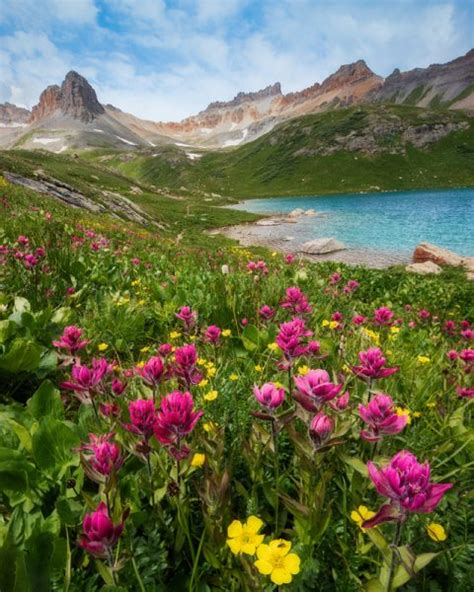 Alpine Wildflowers Lars Leber Photography