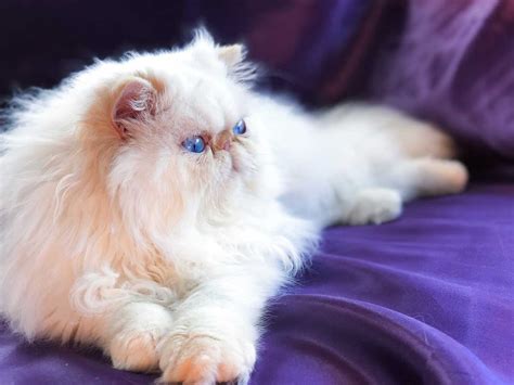 Persian Kitten For Sale In California Persian Cat Breeders Cat Queries