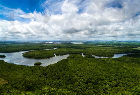 Amazonia Pulmão Do Mundo
