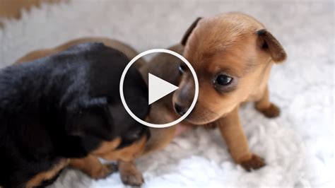 Cute Min Pin Puppy Video Yo Doggy Dog