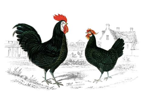 Free Vintage Image Rooster Hen The Graphics Fairy