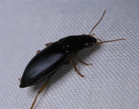 Small Beetles Biological Science Picture Directory