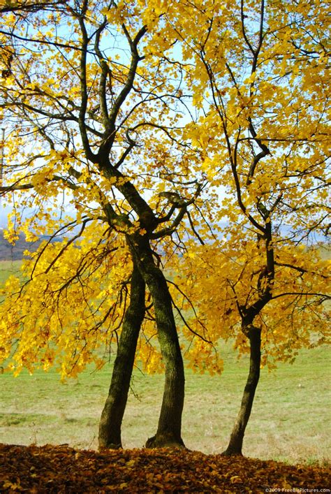 Yellow Trees