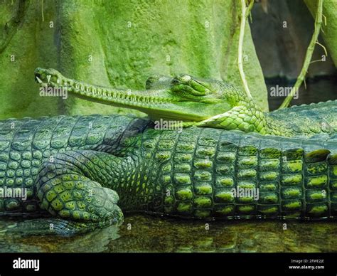 Detail Photo Of Gharial The Gharial Gavialis Gangeticus Also Known