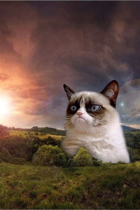 47 Funny Grumpy Cat Wallpaper