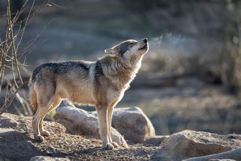 Learn About Gray Wolves In California Go Nevada County