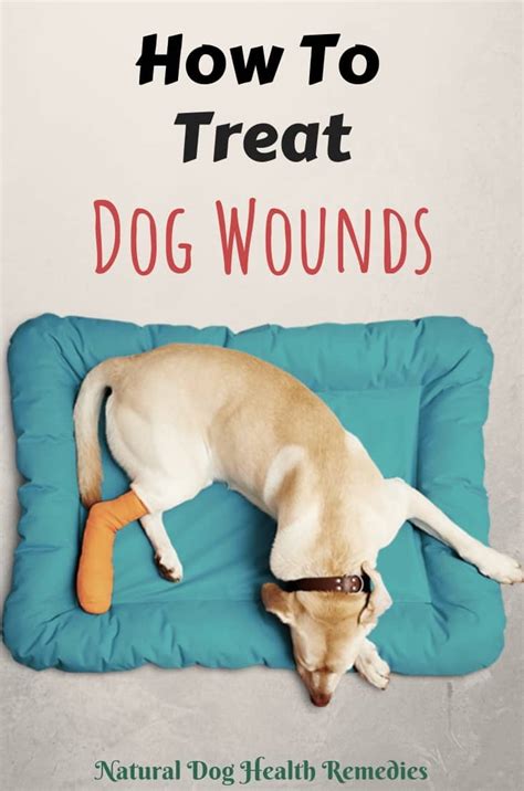 Chronic wounds are more likely to heal if they are treated with moist rather than dry dressings. How to Treat Dog Wounds & Stop Bleeding | Natural Home ...