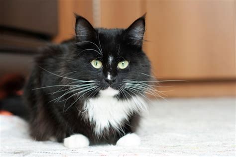 Tuxedo Cats Breed Info Pictures Temperament And Traits Hepper