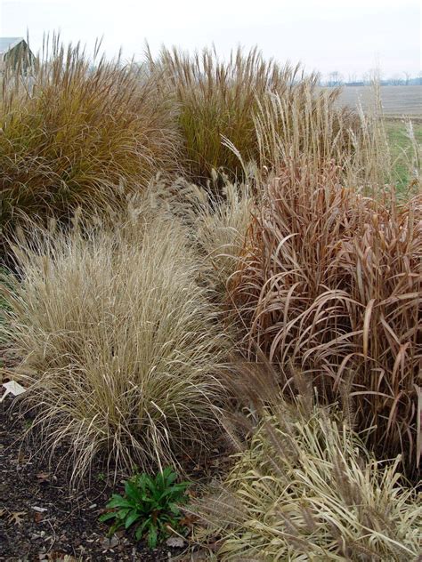 Durable Grasses In Winter