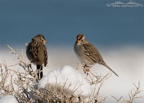 Juvenile White Crowned Sparrows On A Snow Covered Bush On The Wing