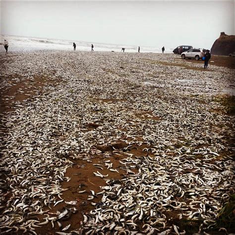 Tens Of Thousands Of Fish Beached On Sakhalin Island Following Sudden