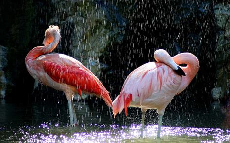 Birds Close Up Flamingos Water Splash Birds Flamingos Water