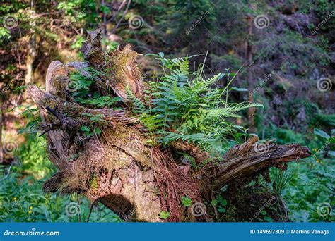 Dry Old Tree Trunk Stomp In Nature Stock Image Image Of Summer