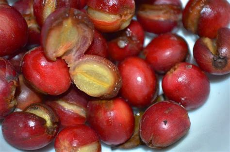 For bush beans, plant the seeds about 1 inch deep and 1 to 2 inches apart in the row (fig. Helen A. Lockey: Coffee Grown In South Florida