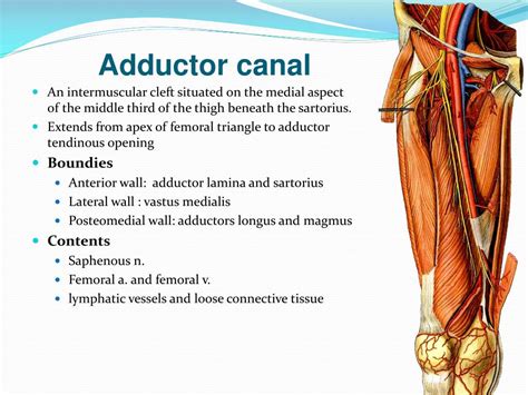 Adductor Canal Anterior To Femoral Artery Saphenous Nerve My XXX Hot Girl