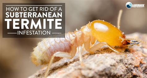 Learn How To Get Rid Of A Subterranean Termite Infestation In Your Home