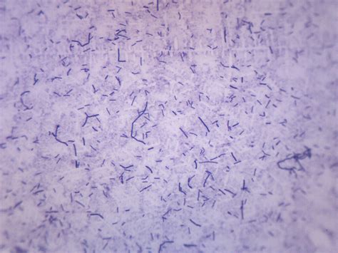 Bacillus Subtilis Gram Positive Prepared Microscope Slide 75x25mm