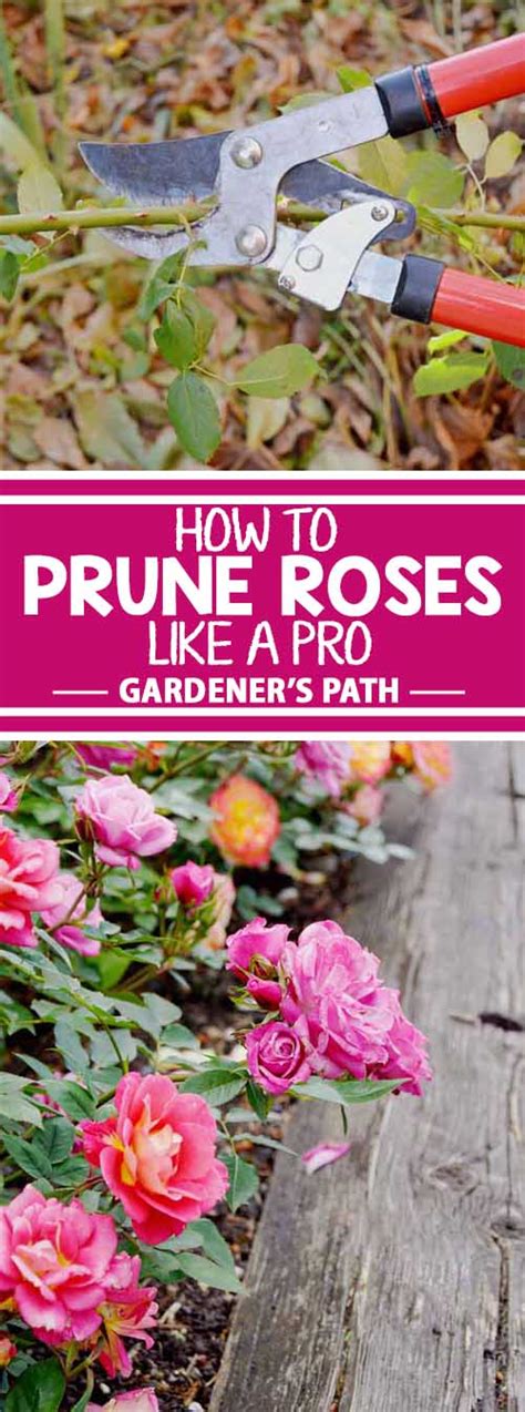 How And When To Prune Roses Green Thumb Link