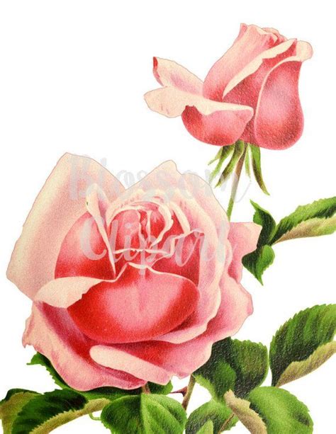 Clipart Rose Digital Download Rose Shabby Chic Rose Vintage Rose Clip