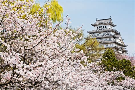 Heres When The 2018 Japanese Cherry Blossom Season Starts Condé Nast