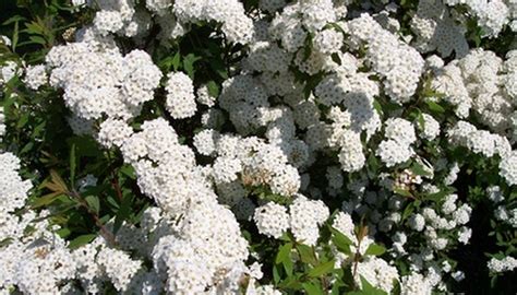 Order flowers online from your florist in edmond, ok. Types of Filler Flowers | Garden Guides