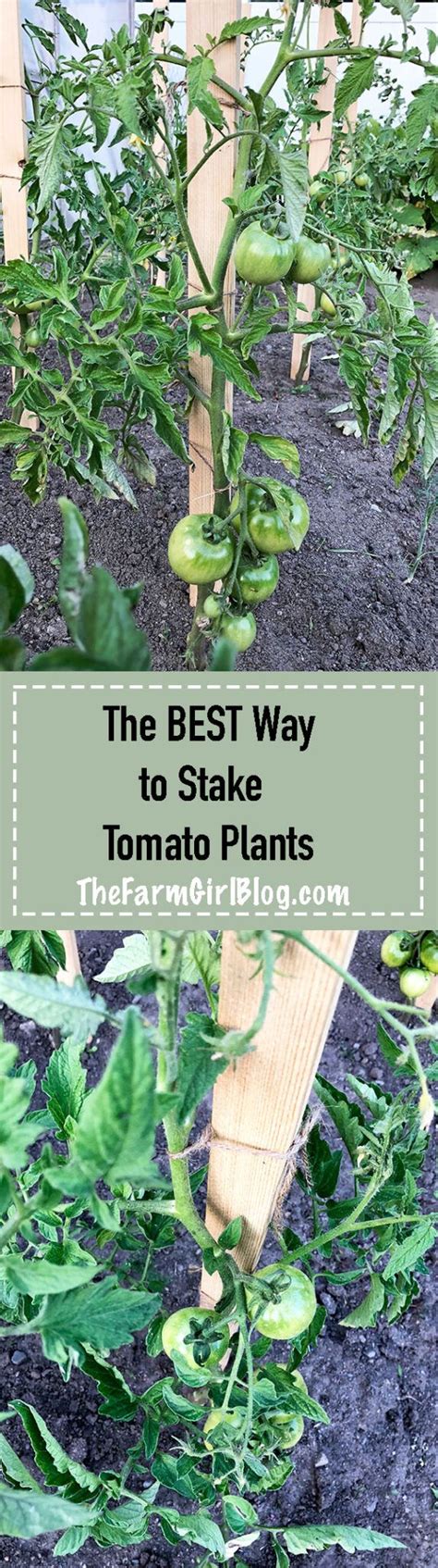 The Best Way To Stake Tomato Plants In 2020 Plants Zen Garden Diy
