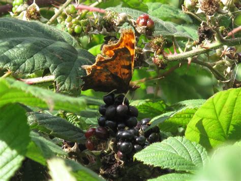 Your speckled bug stock images are ready. BugBlog: September bugs