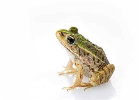 Frog Care 101 What You Need To Know Before You Get A Frog Petmd