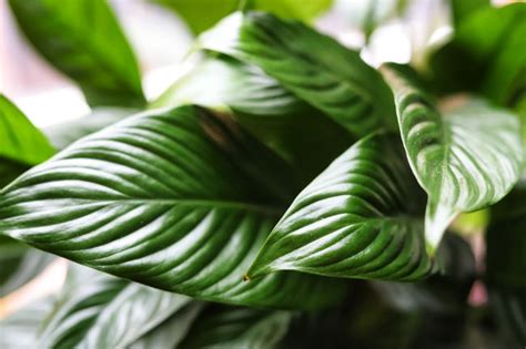 Peace Lily Meaning And Symbolism Smart Garden Guide