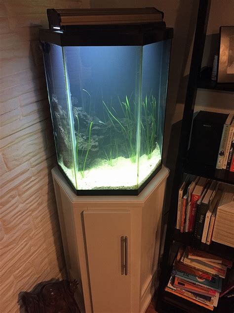 Lets Get It Cycled 35 Gallon Hex Tank