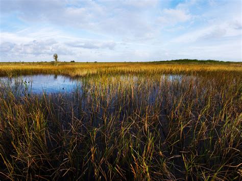 The Everglades Unique Landscape Inspired Authormarjory Stoneman