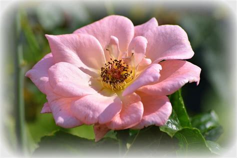 Sunny Pink Rose Photograph By Sheri Mcleroy Fine Art America
