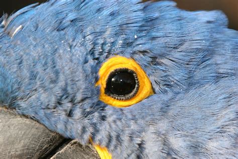 Blue Hyacinth Macaw Hyacinth Macaw Macaw Flying Parrot