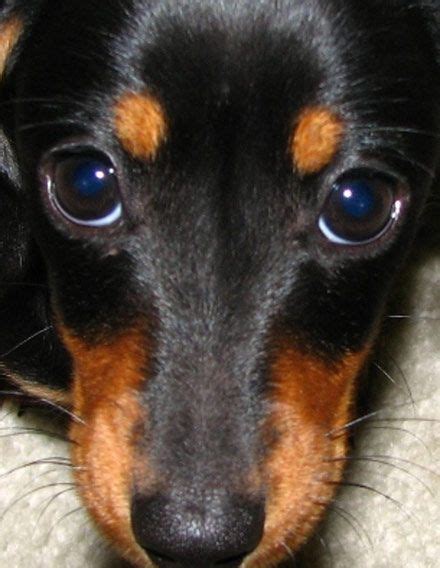 The Eyes Of An Angel Weenie Dogs Mini Pinscher Dog Love