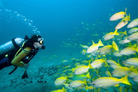 The Best Scuba Diving In Goa At Baina Beach Expereicne Diving In Goa