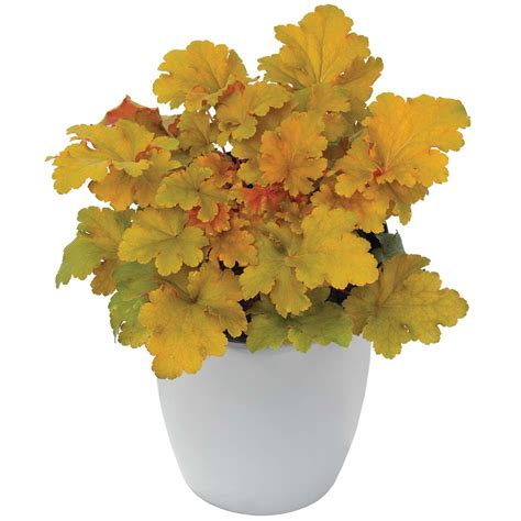 This plant is no longer for sale directly from terra nova® every revolution starts with a single player, and 'amber waves' was the first, warm amber. Heuchera 'Amber Waves' | TERRA NOVA® Nurseries, Inc.