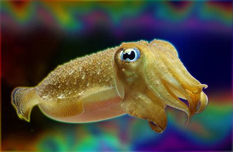 Animal Cuttlefish Hd Wallpaper