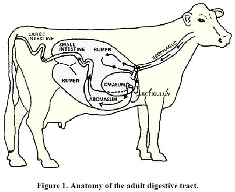 Rumen Physiology For The Rancher Unl Beef