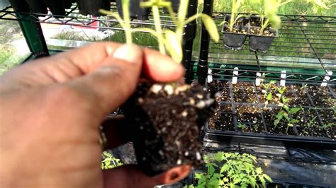 Transplanting Tomato Plants Into Larger Pots Youtube