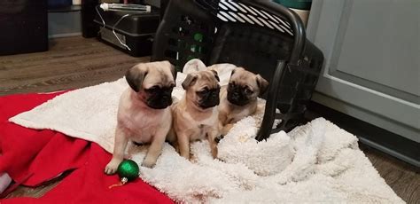 Adopt tonka a black pug / terrier (unknown type, small) / mixed dog in. Pug Puppies For Sale | Baltimore County, MD #322327