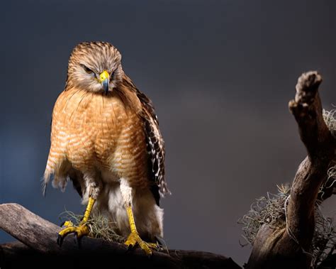 Hawks In Florida 7 Beautiful Species You Cant Miss